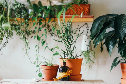 Utilisez-vous le bon terreau et les bons pots pour vos plantes?