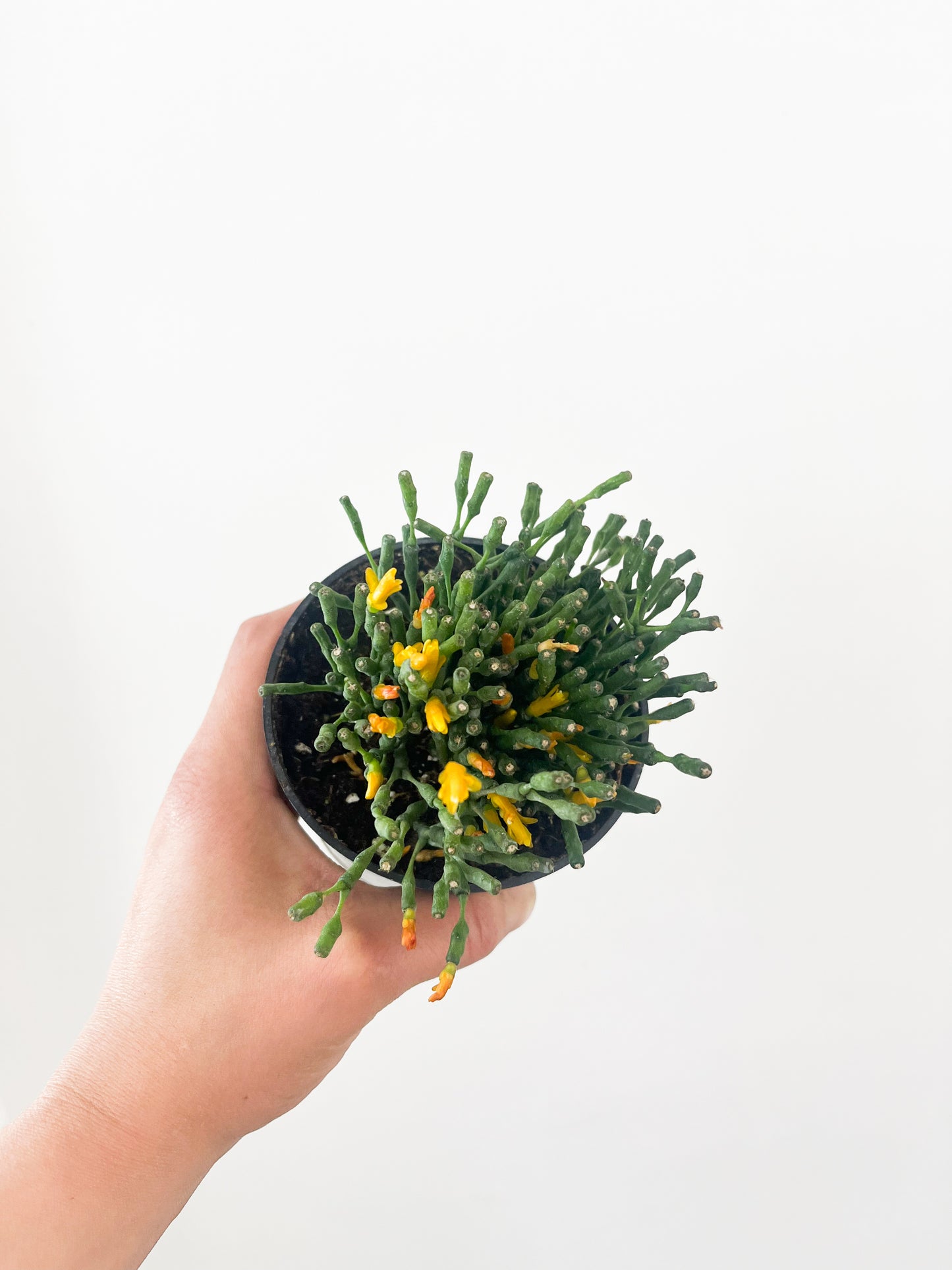 Rhipsalis baccifera 4”