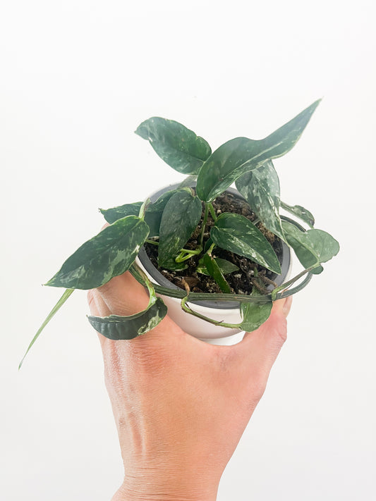 Epipremnum pinnatum Albo 4”