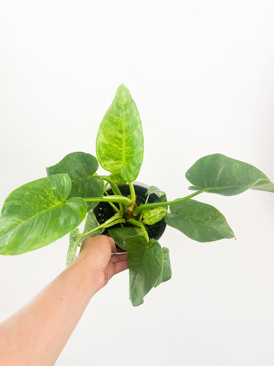 Philodendron giganteum ´blizzard’  6 po