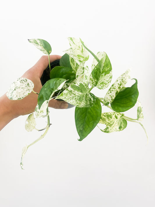 Epipremnum pinnatum Marble 4”