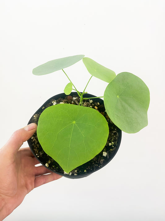 Stephania suberosa 6”