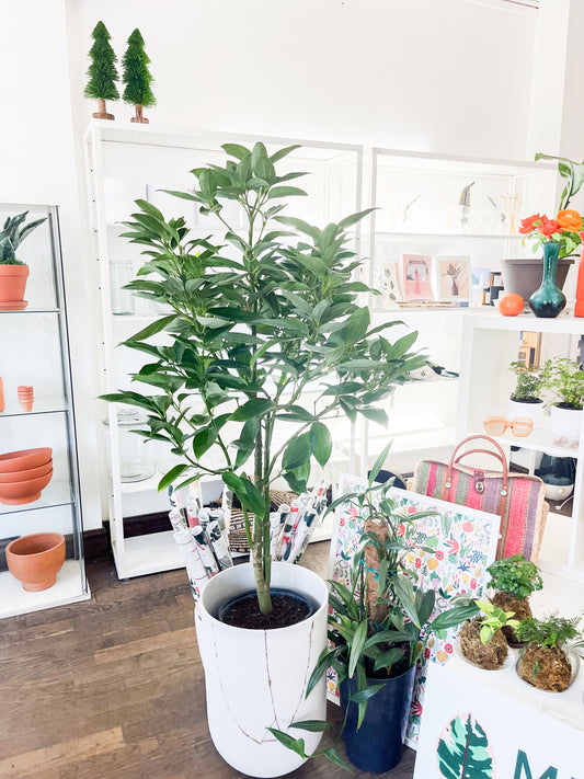 Cannelier de Ceylan 10”