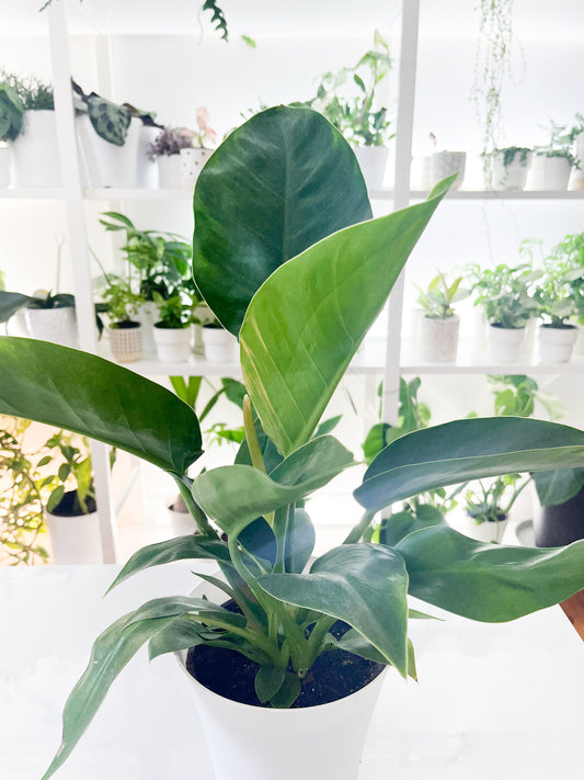 8" Thai Congo Philodendron
