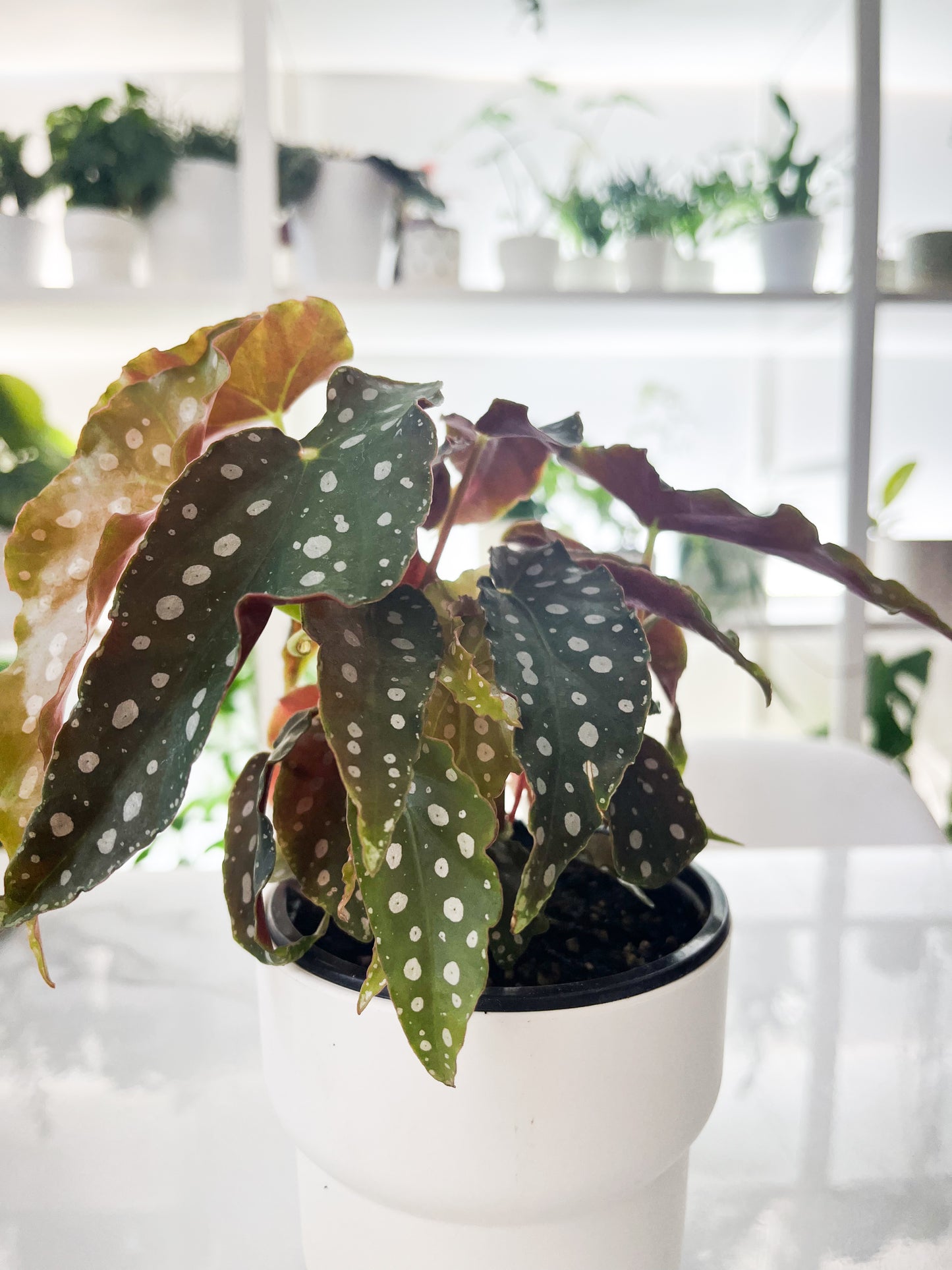 Begonia Maculata 6''