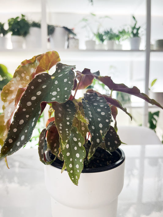 Begonia Maculata 6''