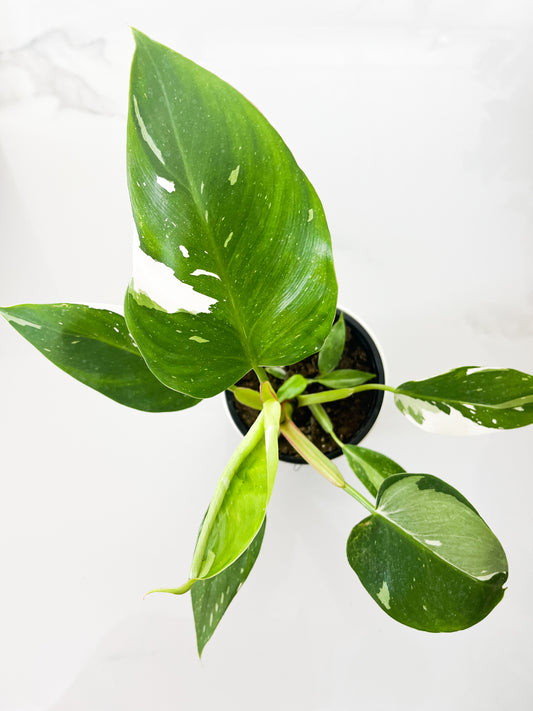 Philodendron white princess 4”