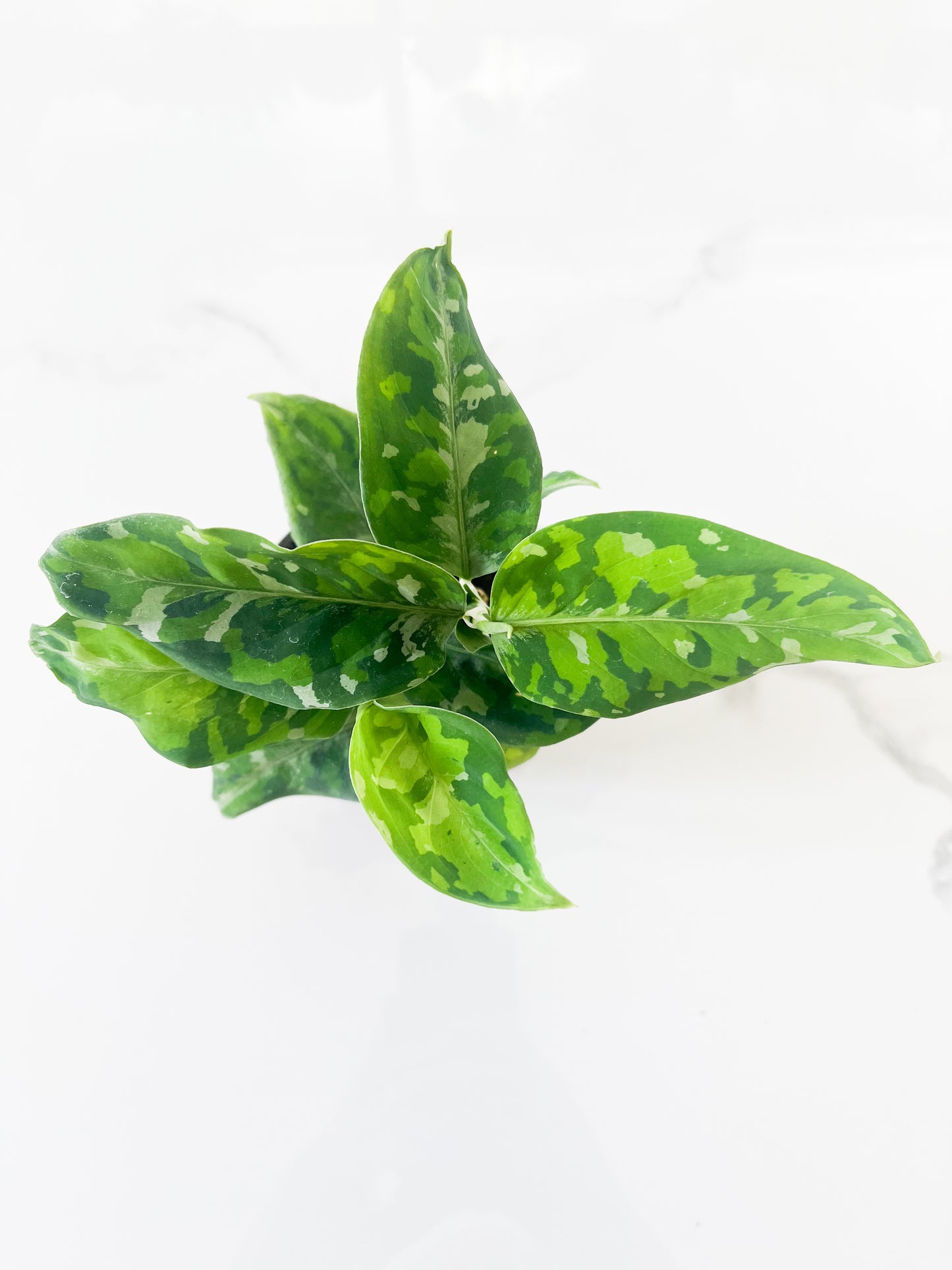 Aglaonema pictum tricolor 3.5"