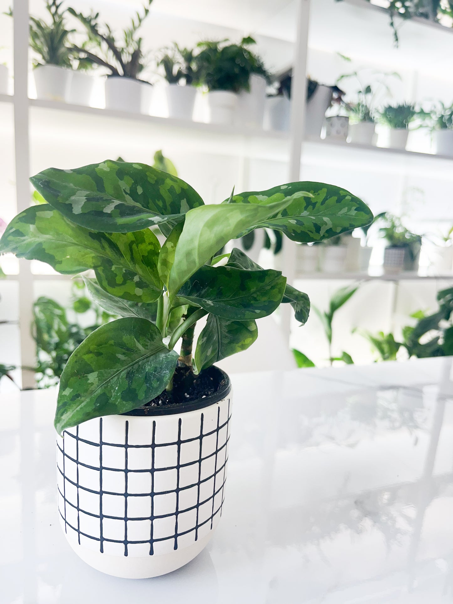 Aglaonema pictum tricolor 3.5"