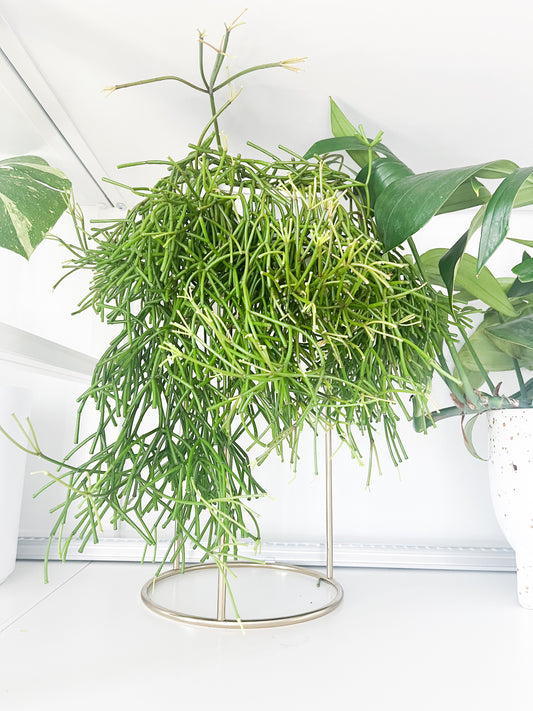 Rhipsalis Burchellii 6”