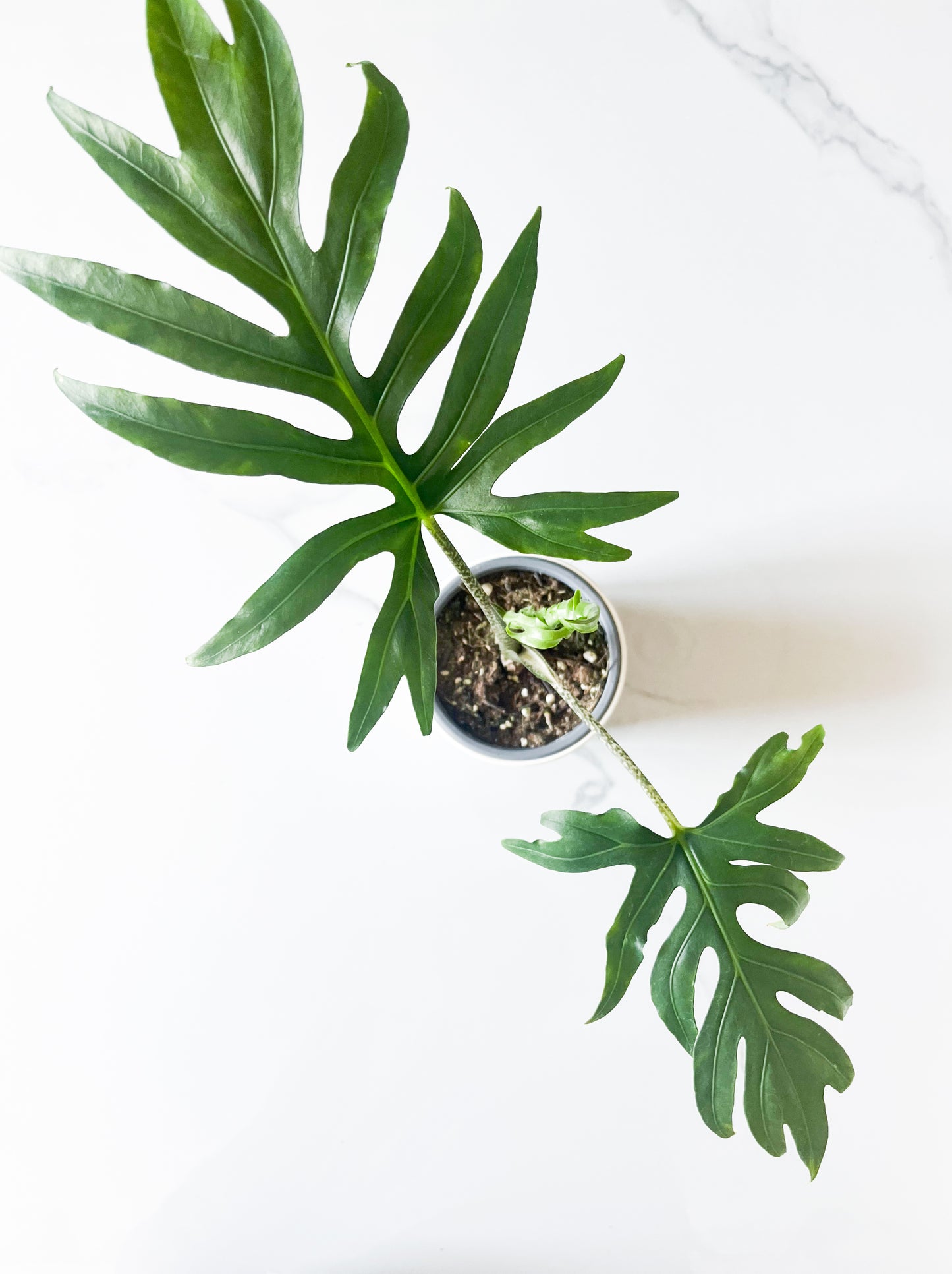 Alocasia Brancifolia 4"