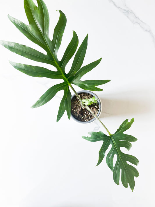 Alocasia Brancifolia 4”