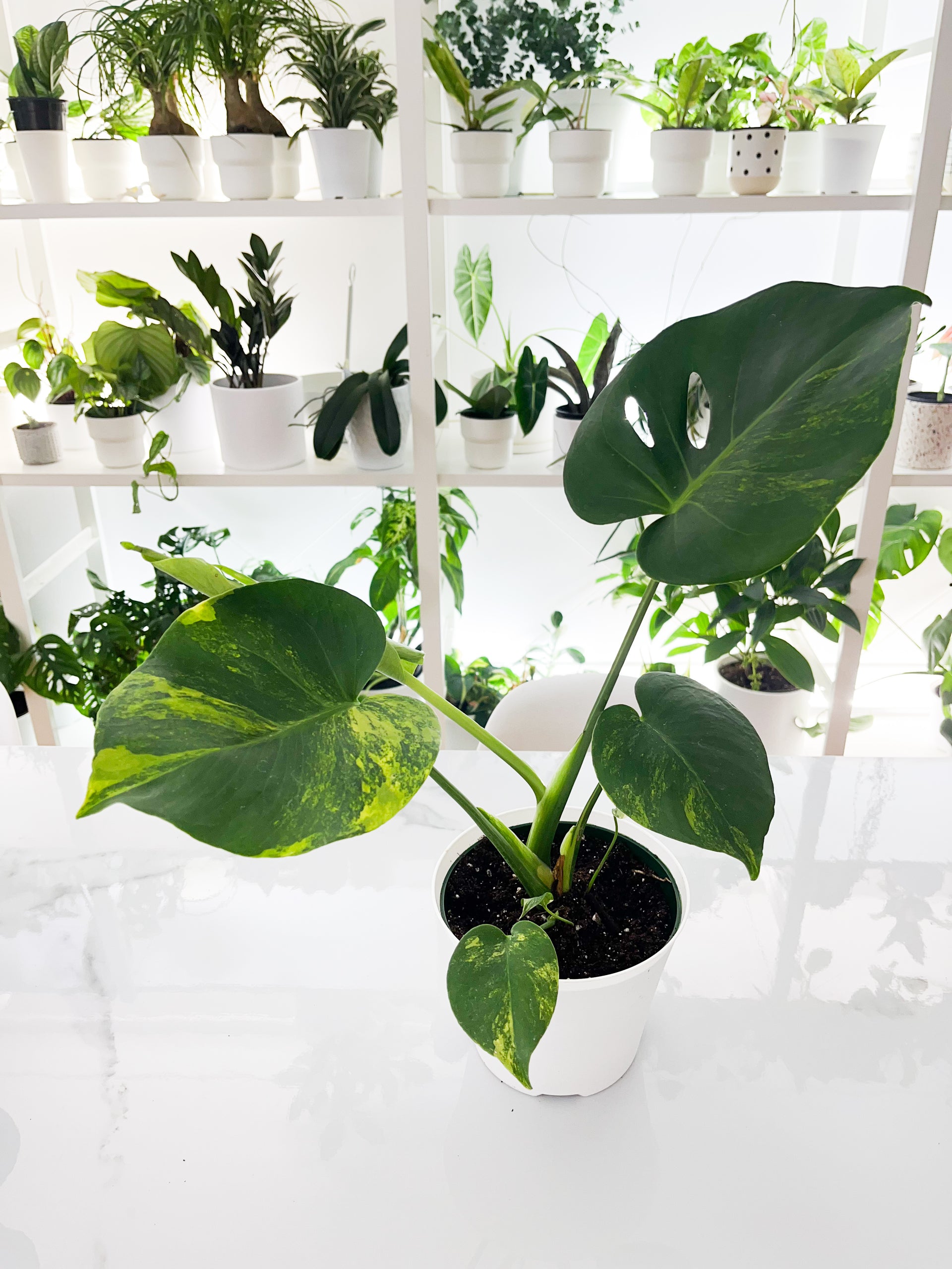 monstera deliciosa montreal Monstera deliciosa Aurea 6" – Miss Boon