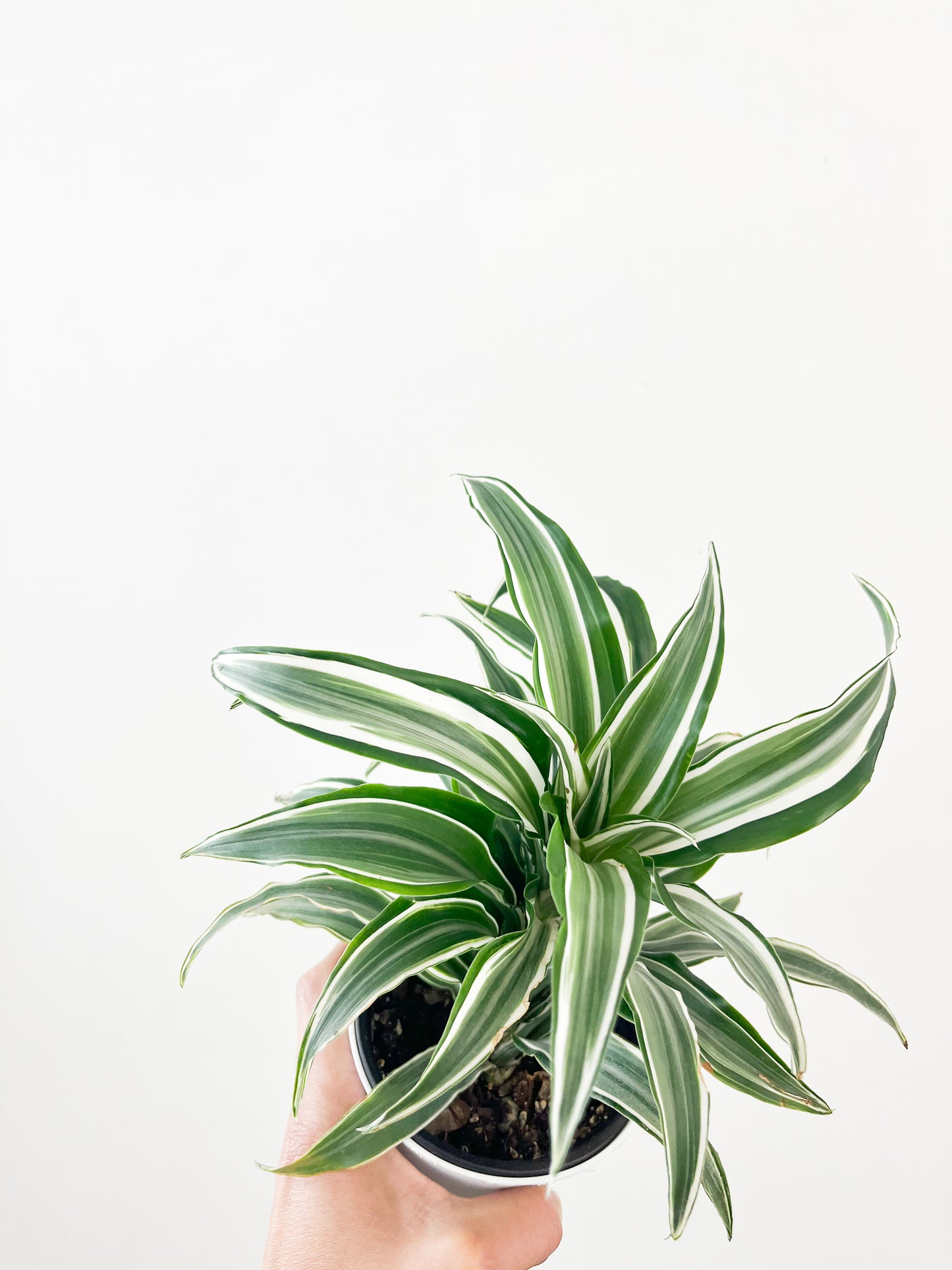 Dracaena Warneckii 'White Jewel' 4"