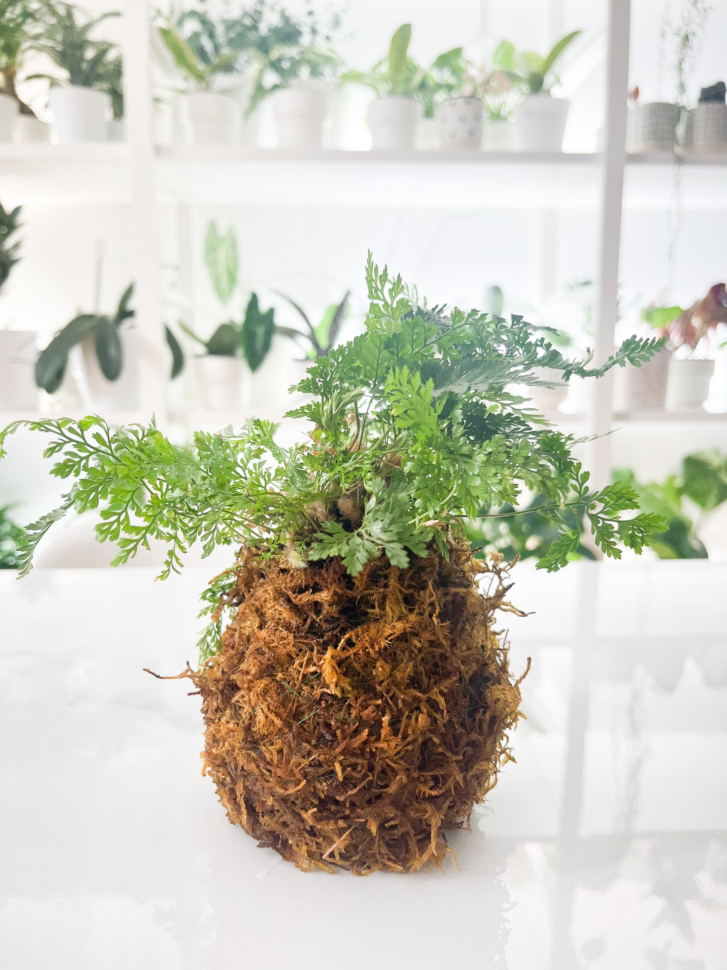 Kokedama