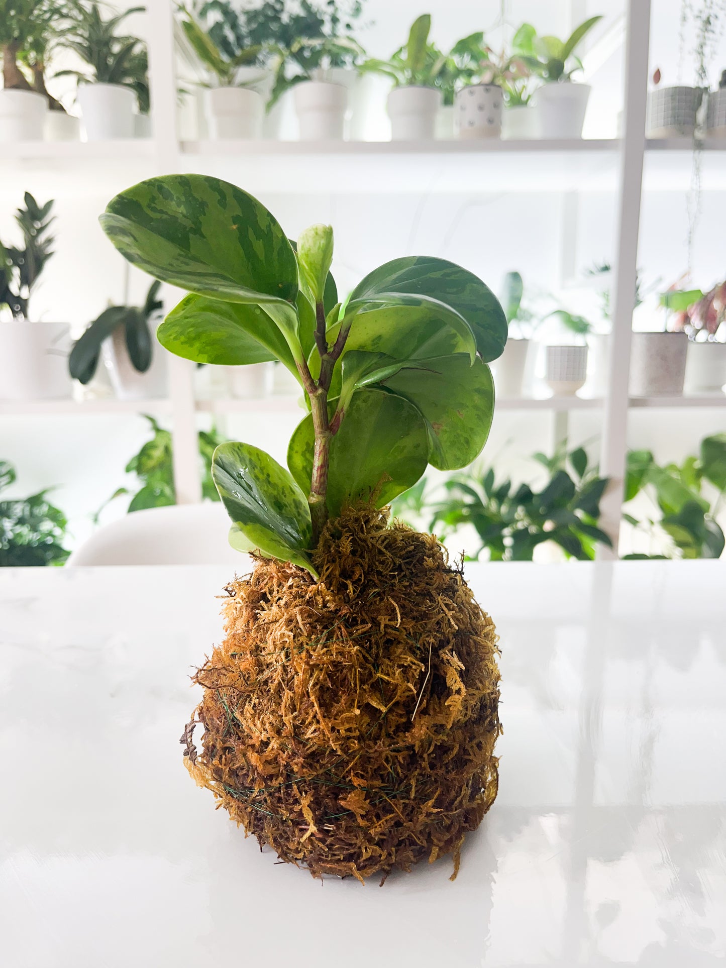 Kokedama