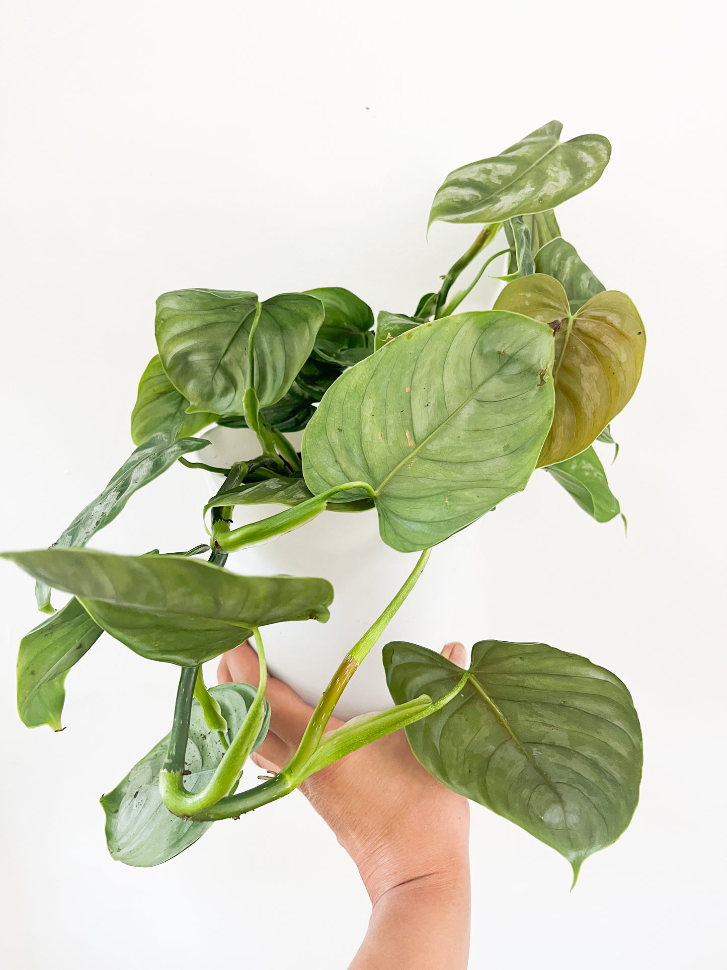 Philodendron sodiroi 6”