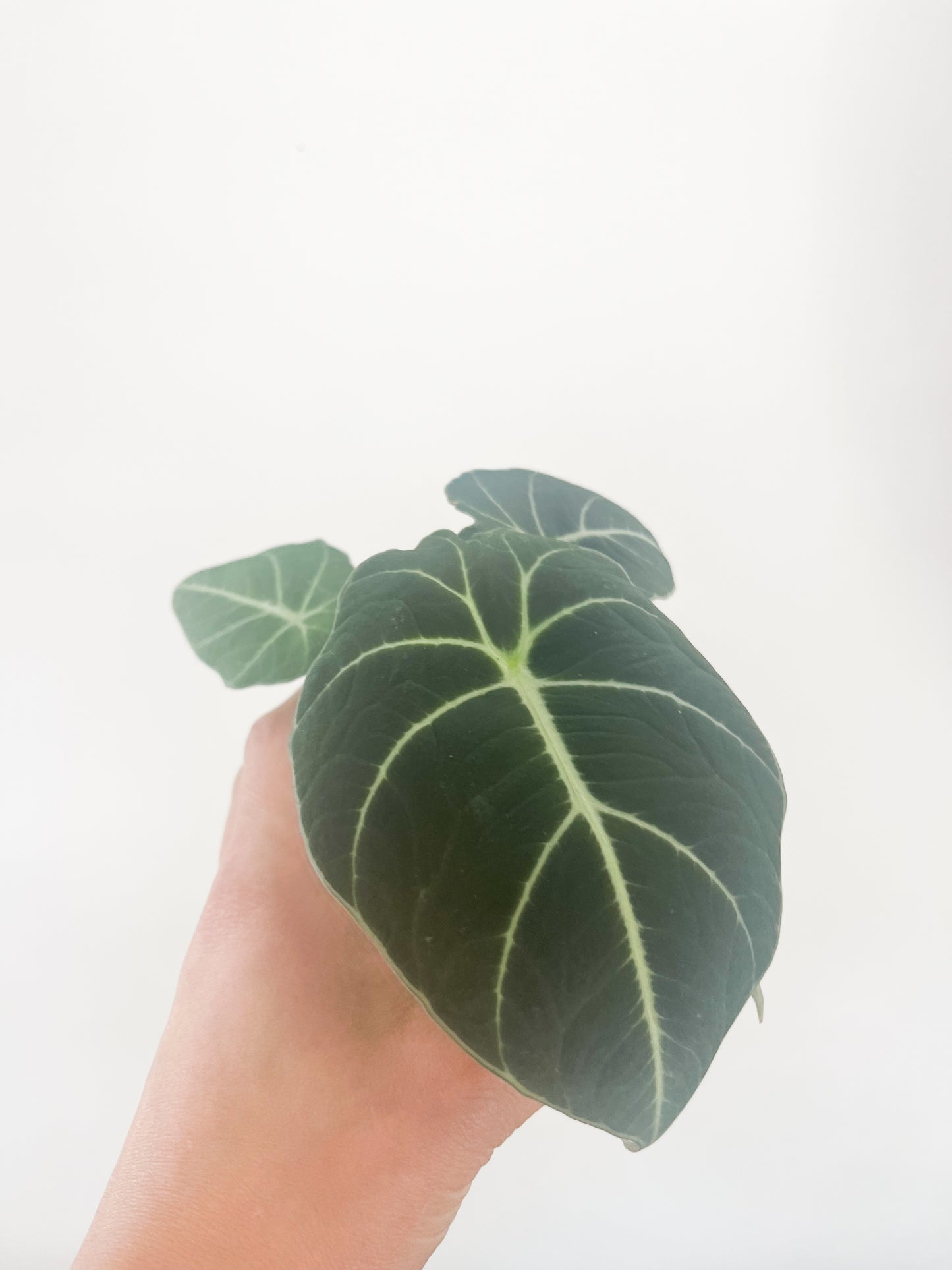 Alocasia Black Velvet 3.5"