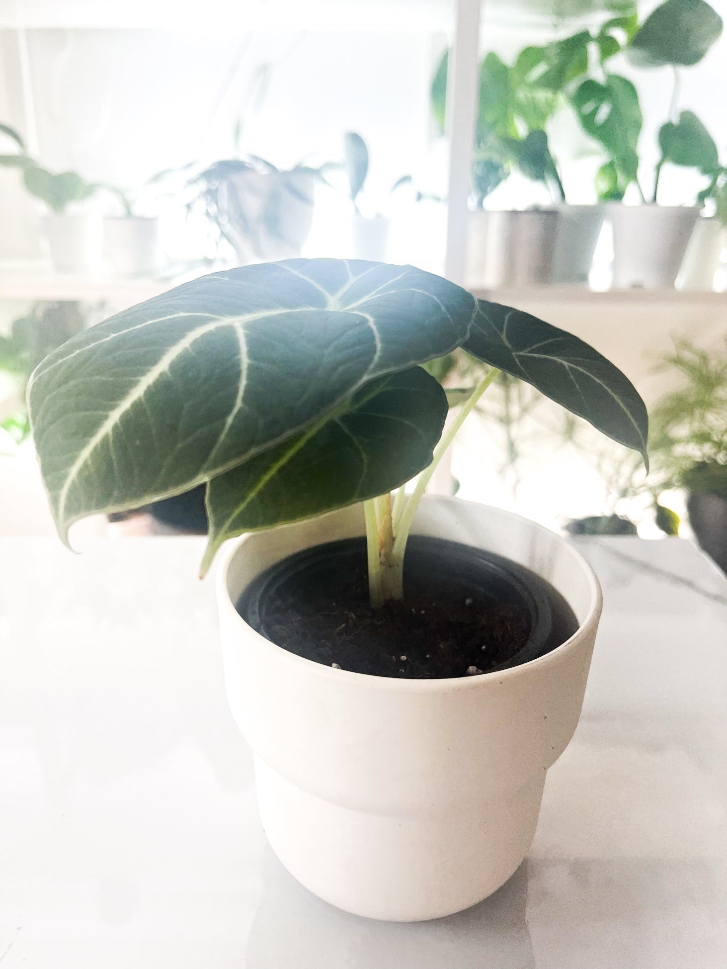 Alocasia Black Velvet 3.5"