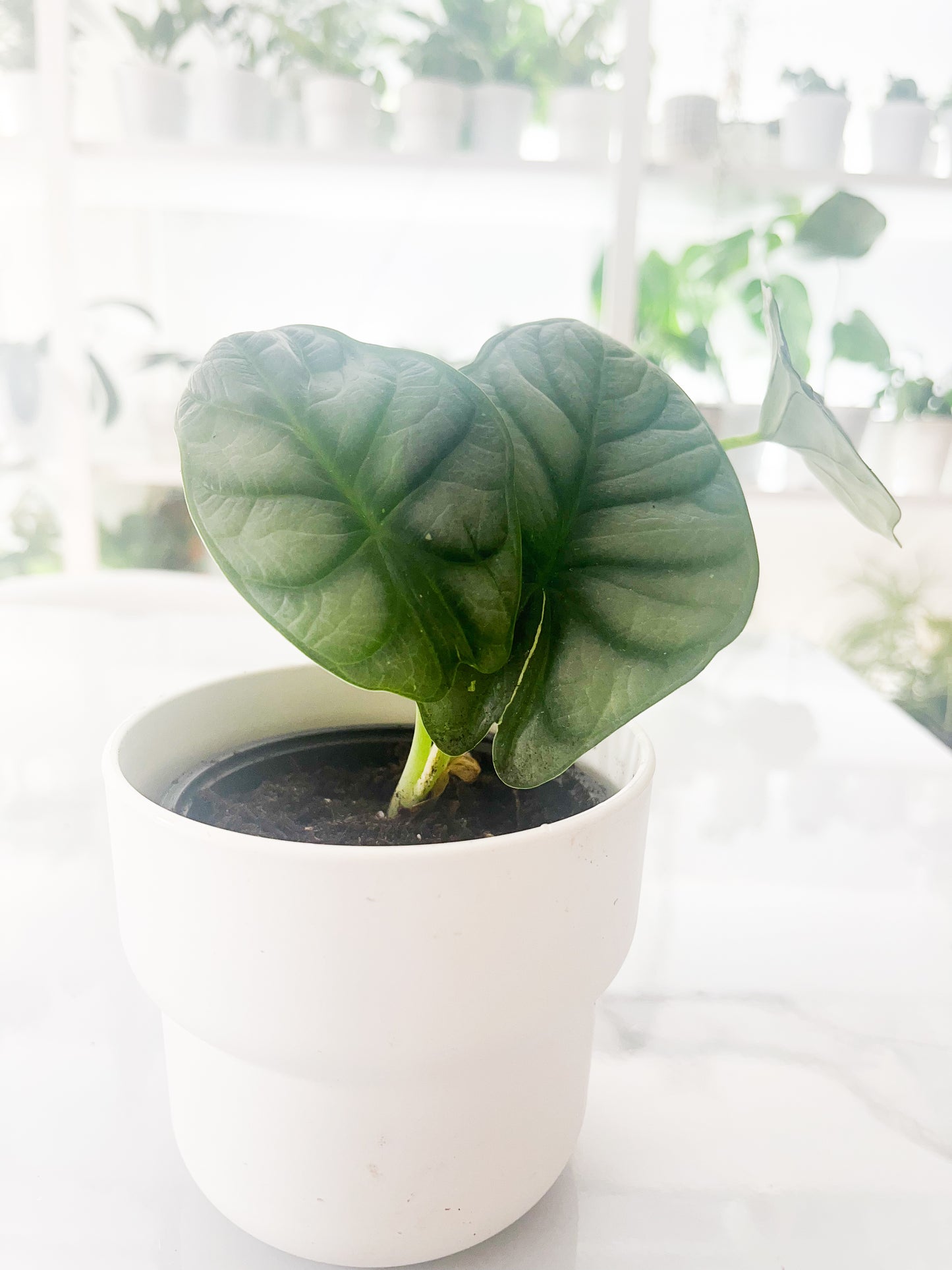 3" Alocasia Silver Dragon