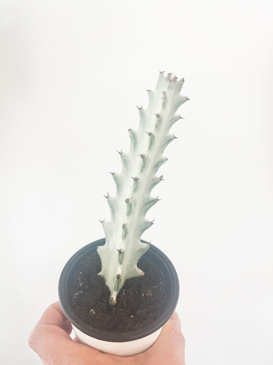 Euphorbia lactea ghost 3,5”