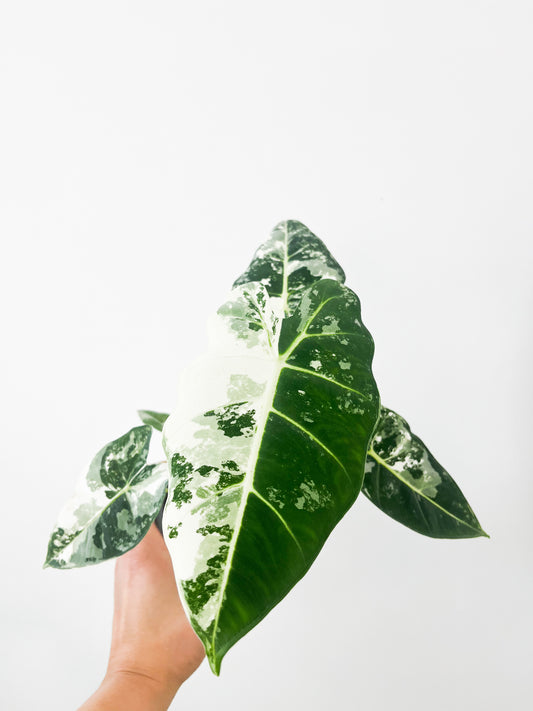 Alocasia Frydek Albo 4"