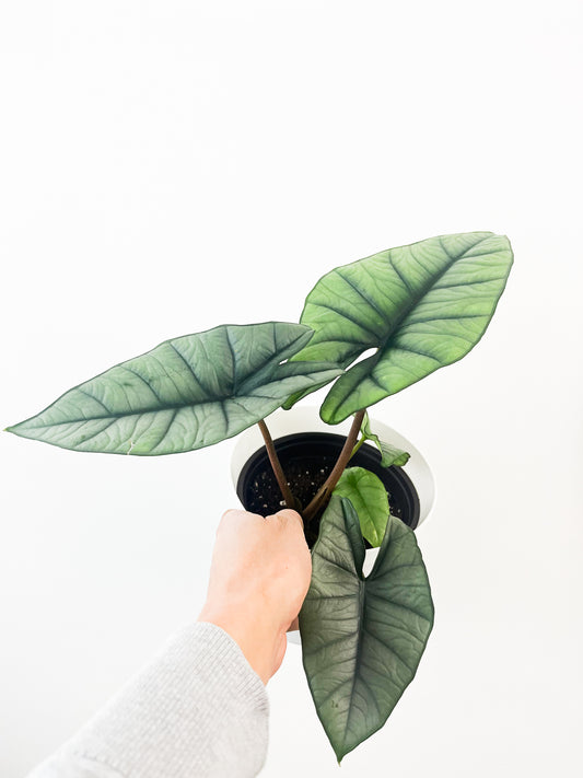 Alocasia Reginae