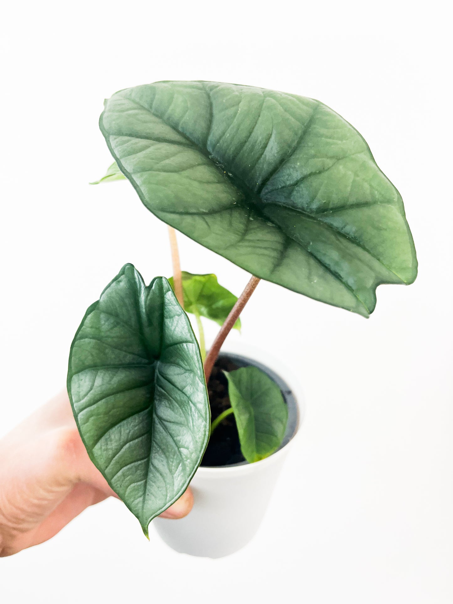 Alocasia Reginae