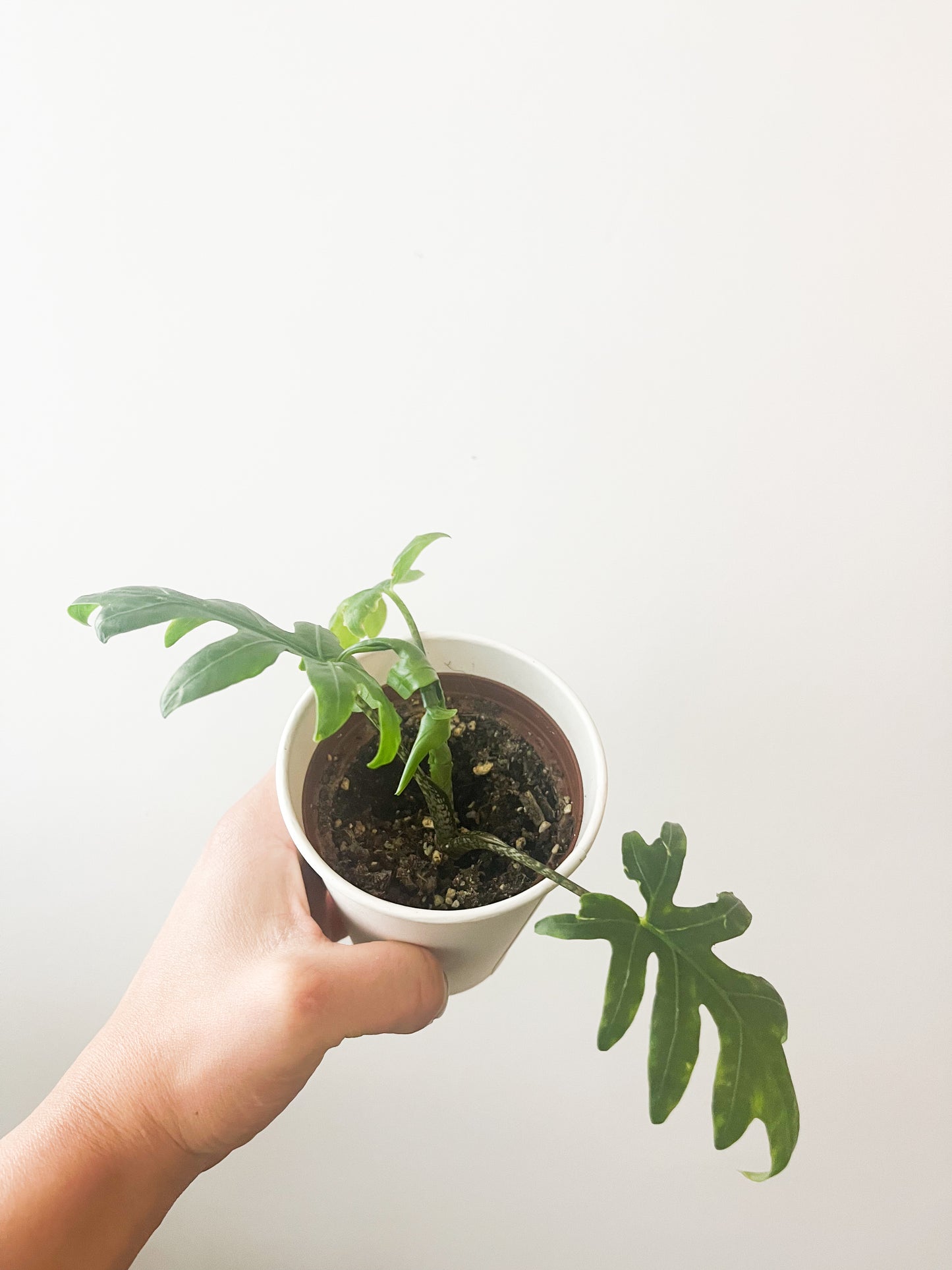 Alocasia Brancifolia 4"