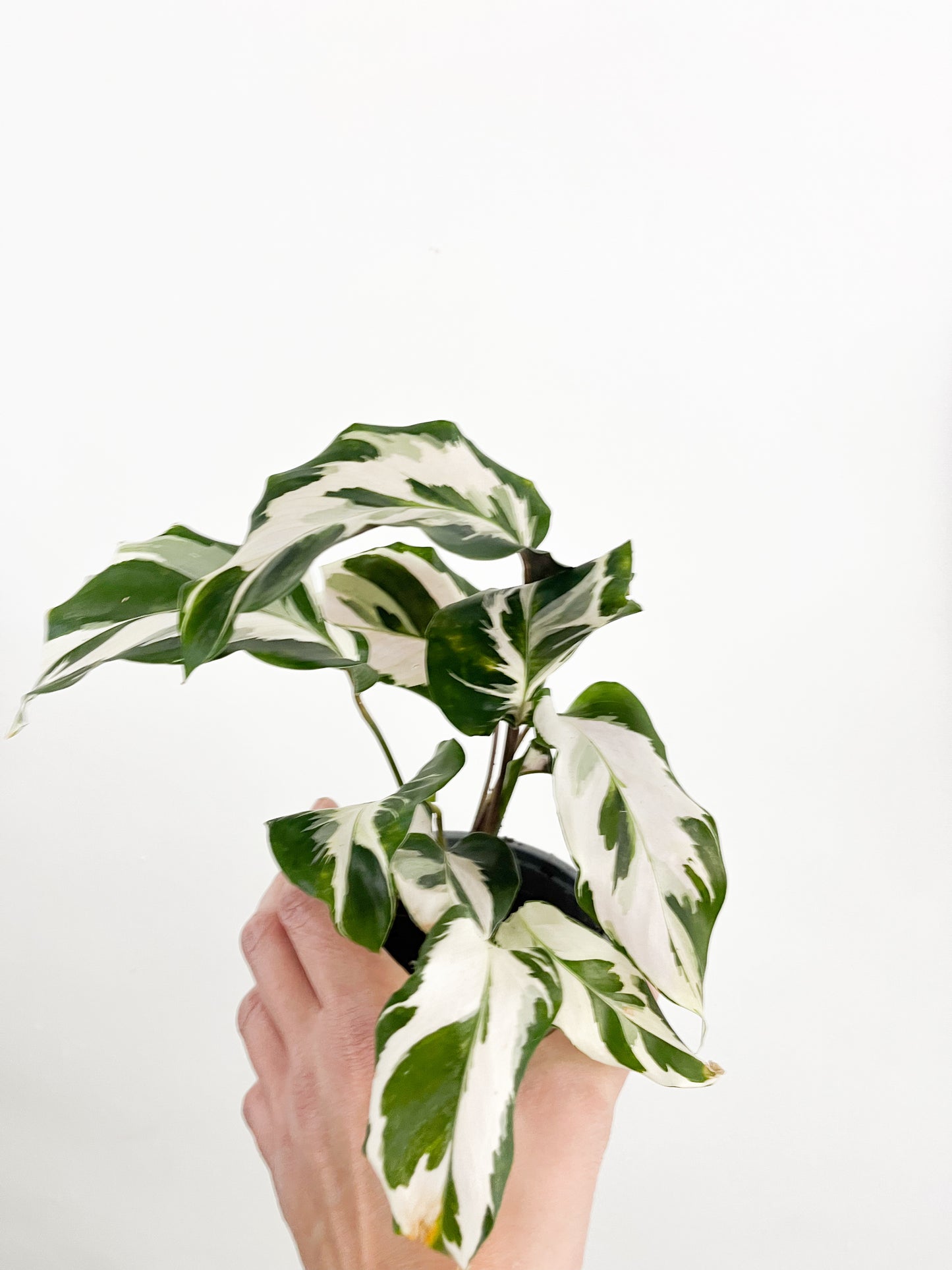 Calathea White Fusion 4"