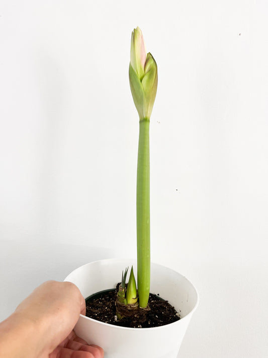 Amaryllis 6”