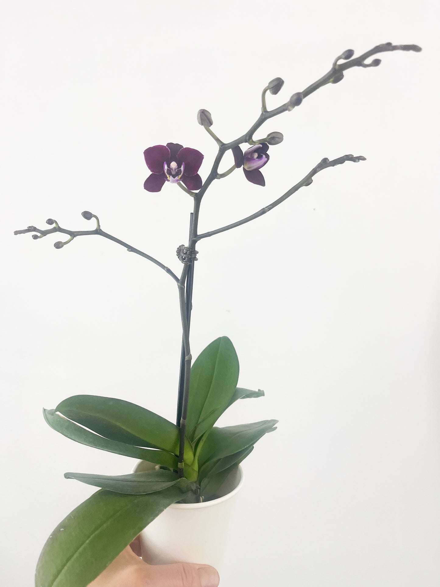 Orchidée phalaenopsis 3.5" - couleurs assorties