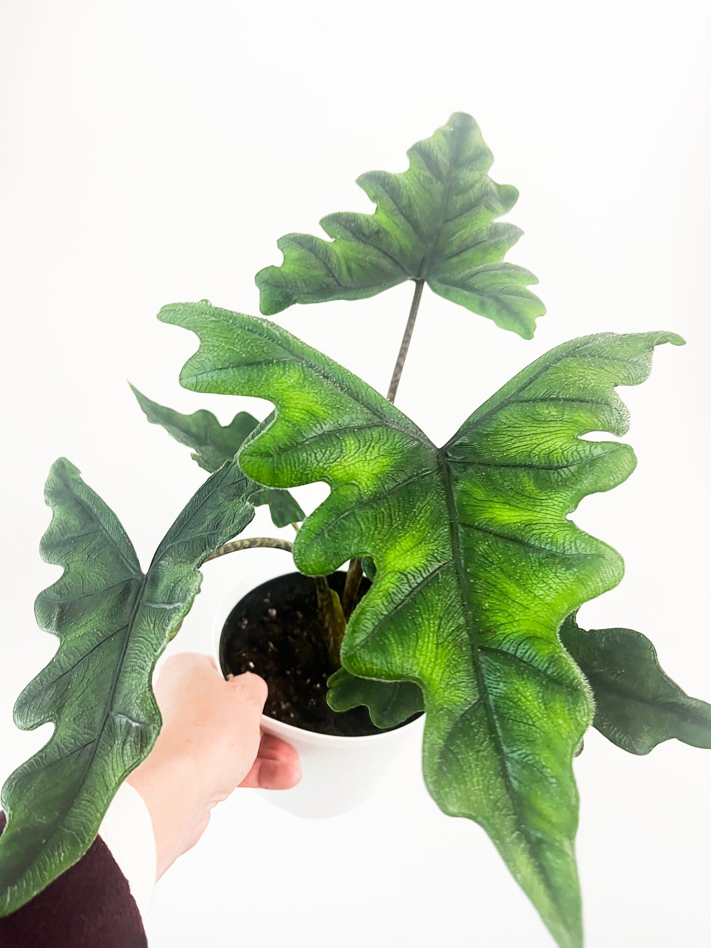 Alocasia Jacklyn 6”