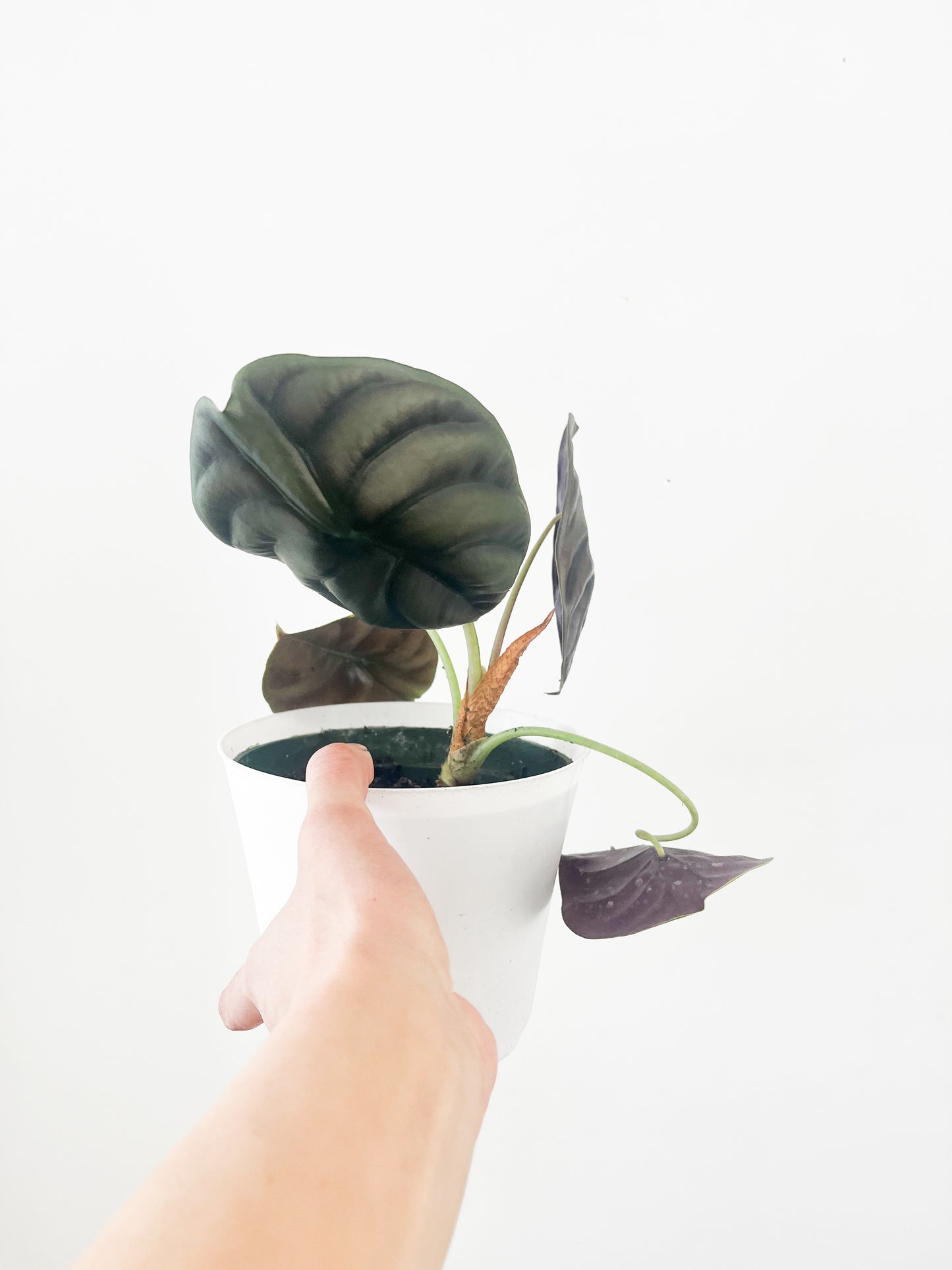 Alocasia Cuprea 6”