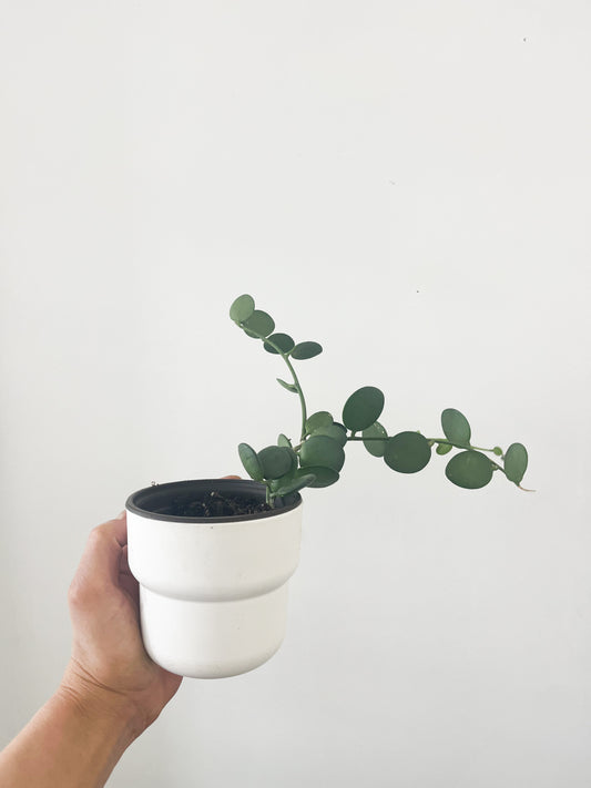 Xerosicyos danguyi 4''