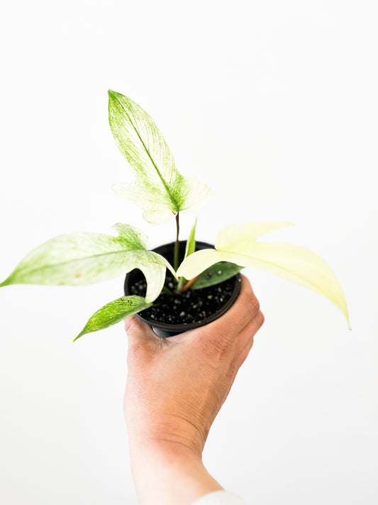 Philodendron Florida Ghost 4”