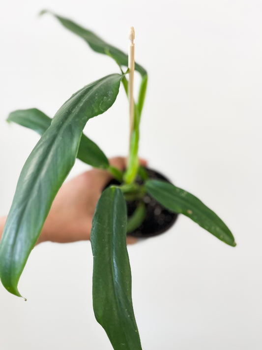 Philodendron elegans 4”
