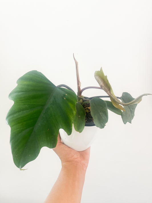 Philodendron Tahiti 10"
