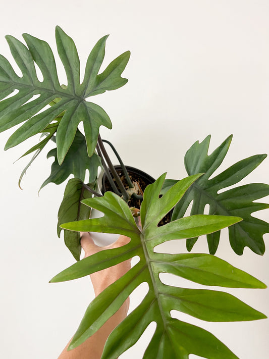 Philodendron Tahiti 10"