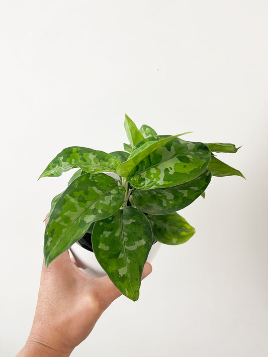 Aglaonema pictum tricolor 4”