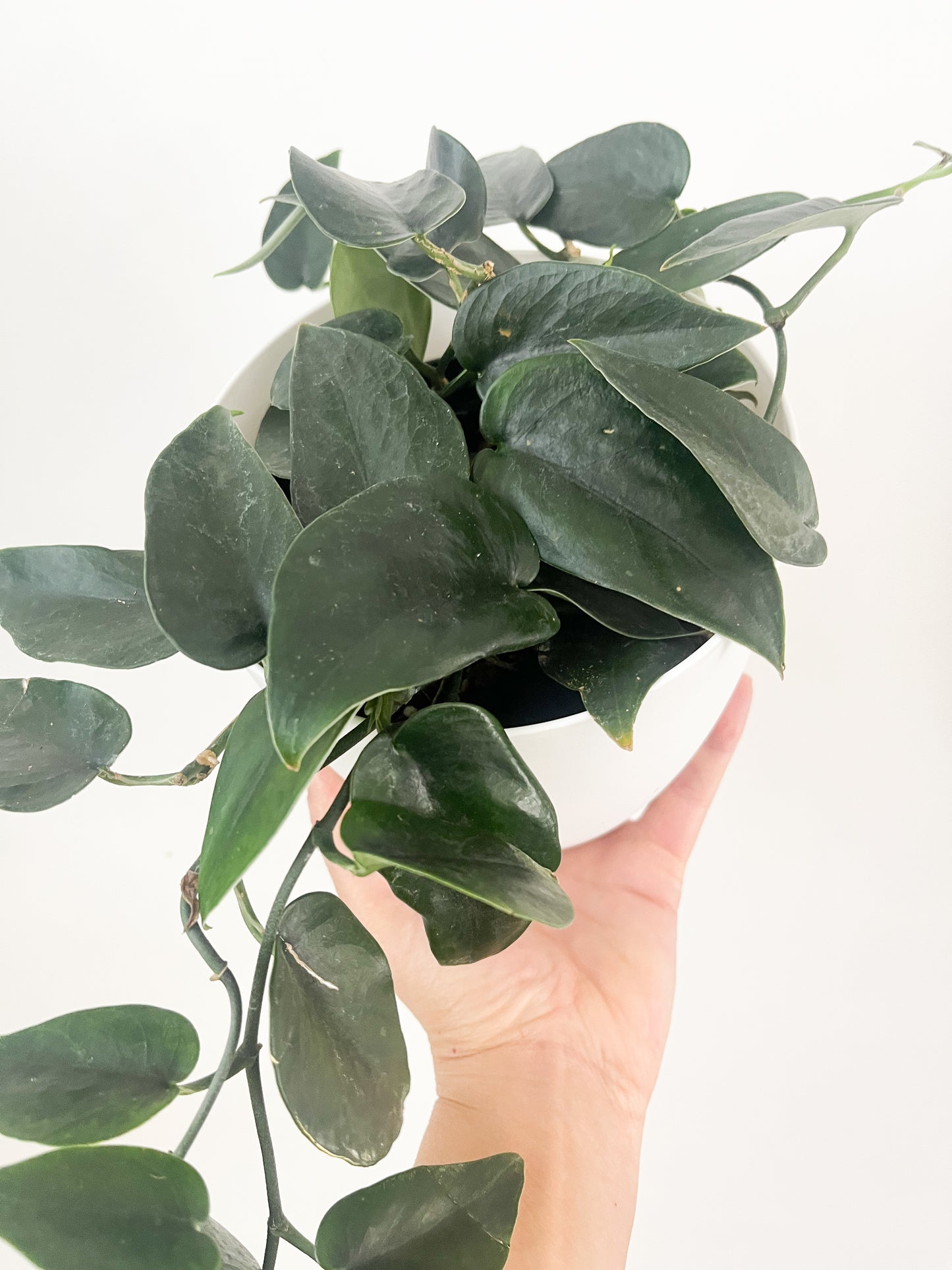 Scindapsus Silver Dark Form 6”