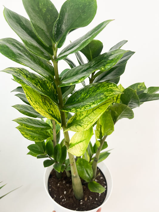 Zamioculcas Zamiofolia variegata 6”