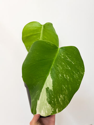 Monstera Albo - 2 feuilles