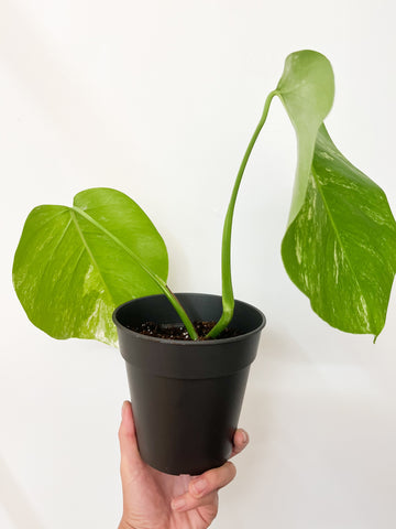 Monstera Albo - 3 leaves