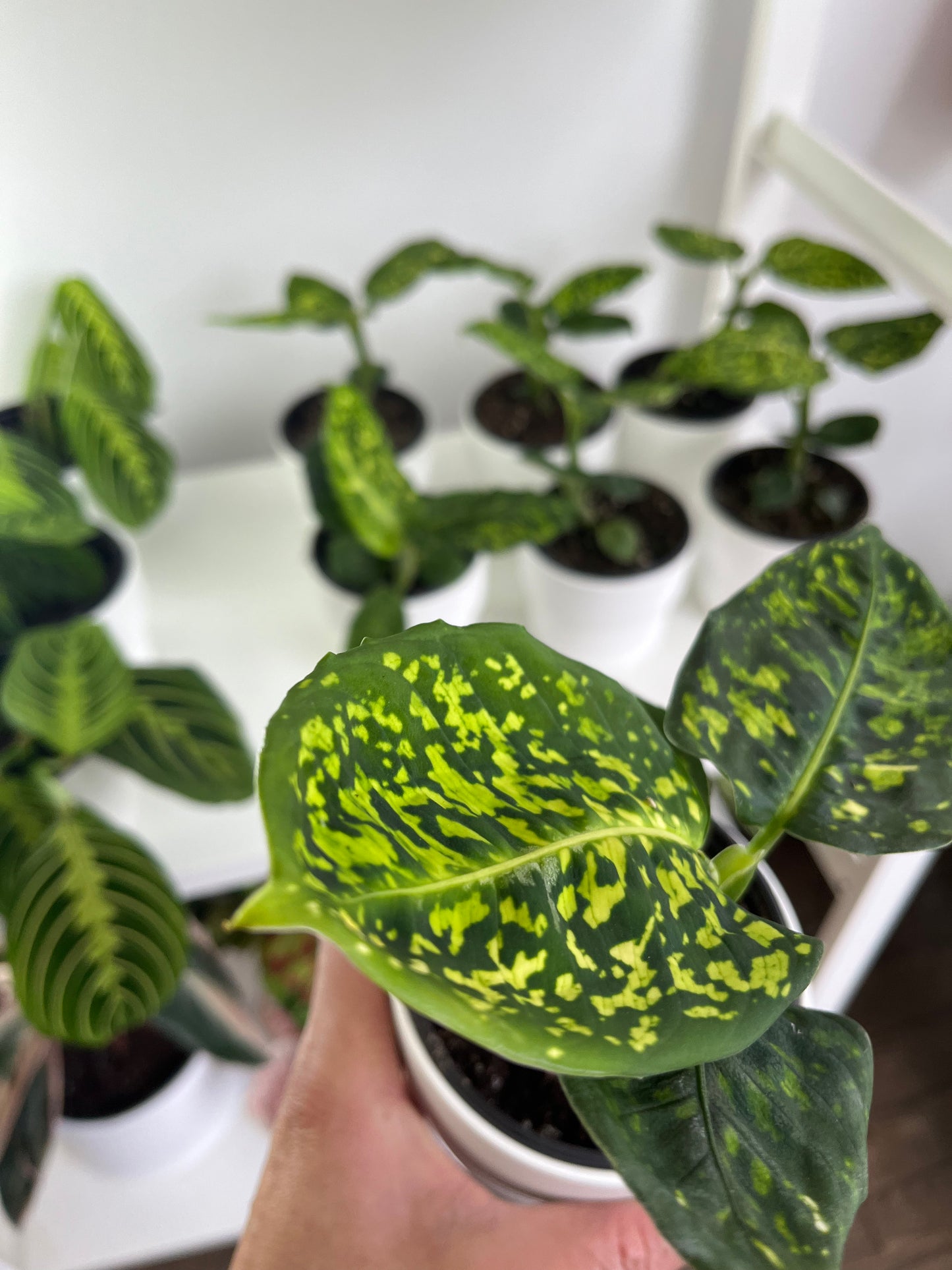 Dieffenbachia reflector 4", 4", 4", 4", 4", 4", 4", 4", 4", 4