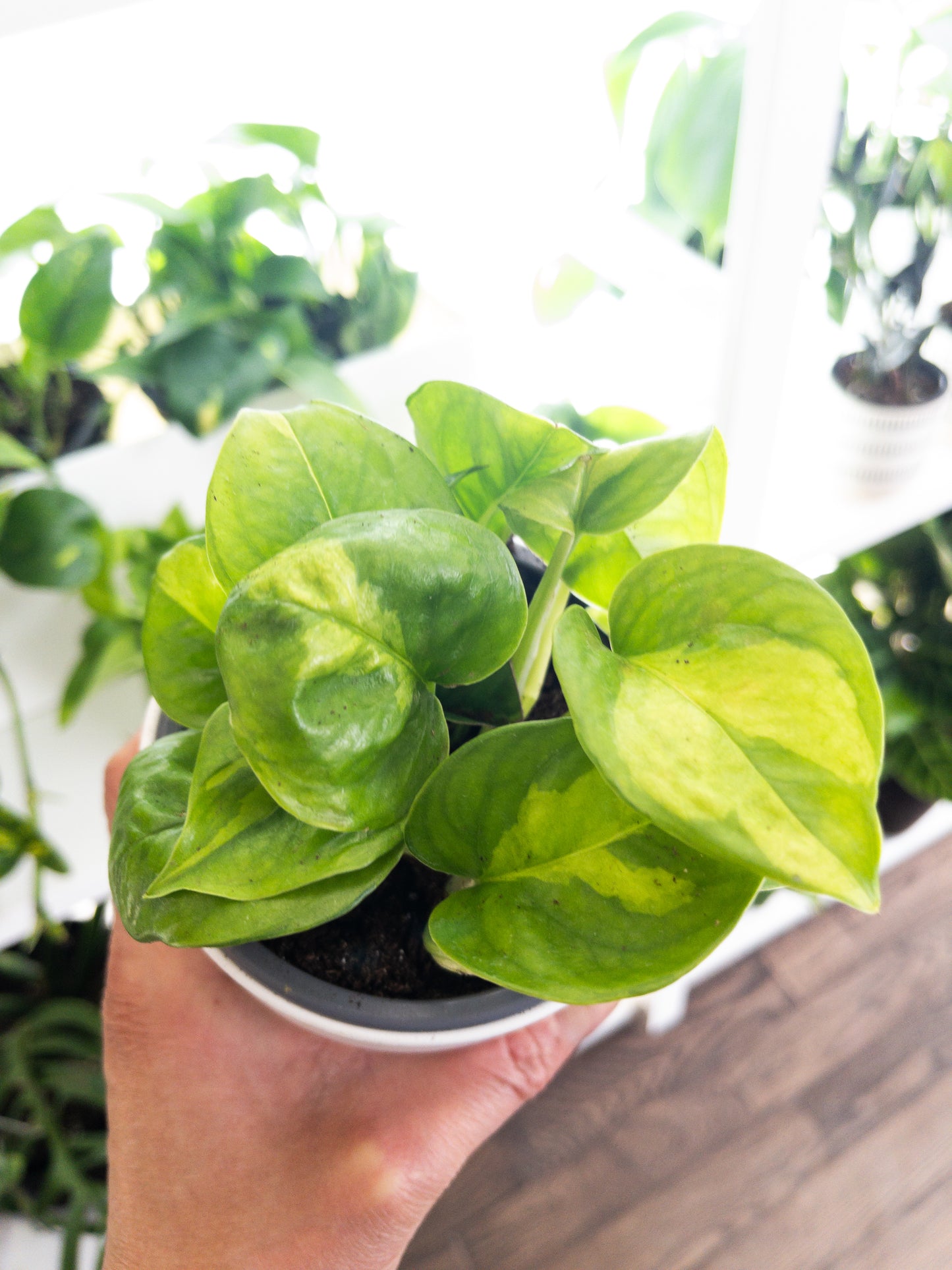 Pothos lemon meringue 4"