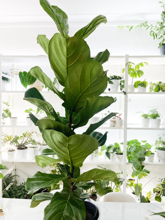 Ficus lyrata - colonne - 10”