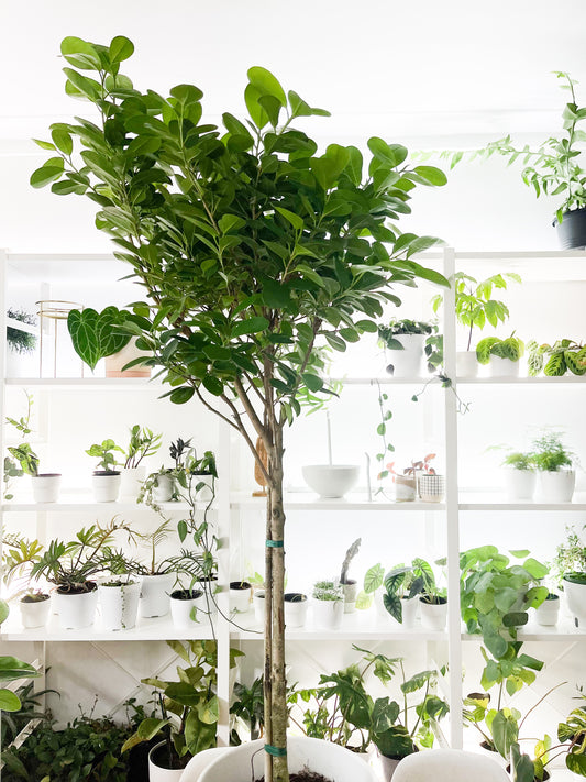 Ficus Benjamina 10"