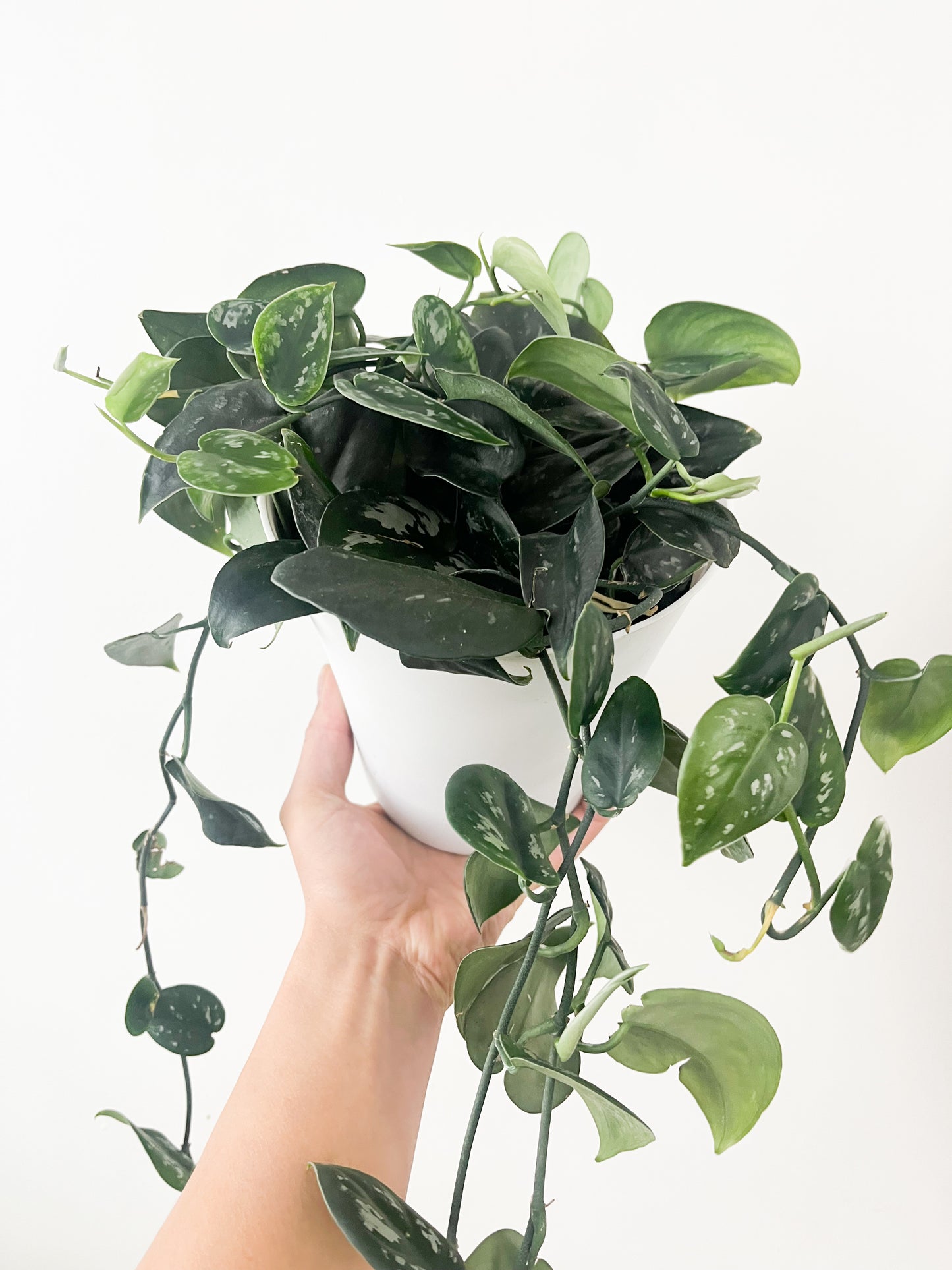 Scindapsus Pictus Black Splash 6"