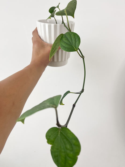 Piper nigrum (plante de poivre noir) 4"